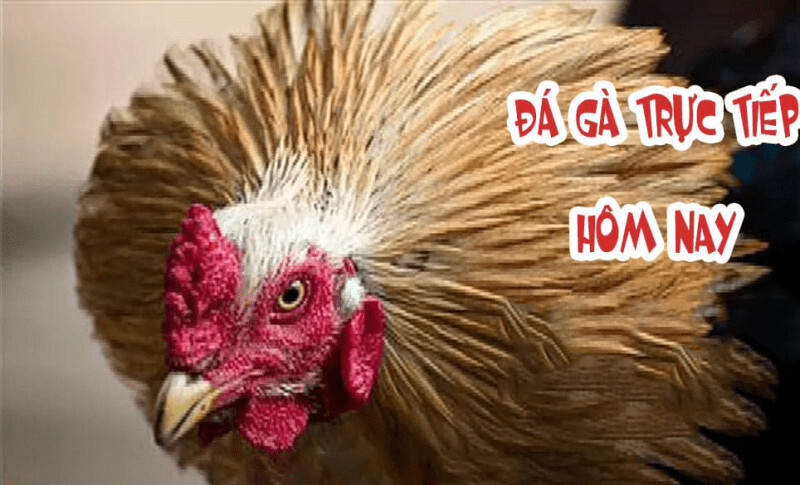 Đá gà 88 – kênh giải trí cá cược đá gà hàng đầu