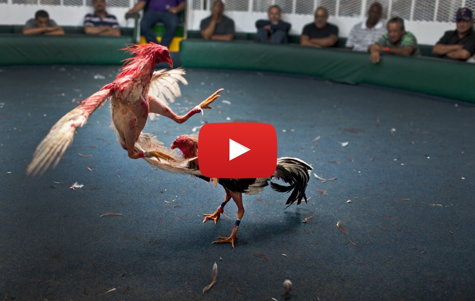 Lưu ý khi chơi đá gà Campuchia trực tiếp hôm nay 10 Đá gà Campuchia trực tiếp hôm nay thu hút nhiều người chơi