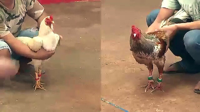 Nên xem đá gà Thomo trực tiếp ở đâu chất lượng nhất? 