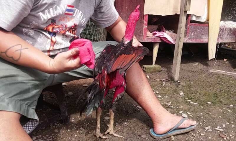 Cách chăm sóc top 5 giống gà đá đẹp nhất Việt Nam để trở thành thần kê