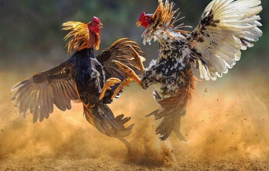 Cần chuẩn bị gì khi xem Đá gà trực tiếp 999?