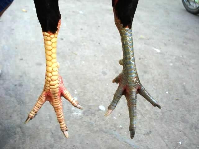 Cần đánh giá nhiều bộ phận của chân gà