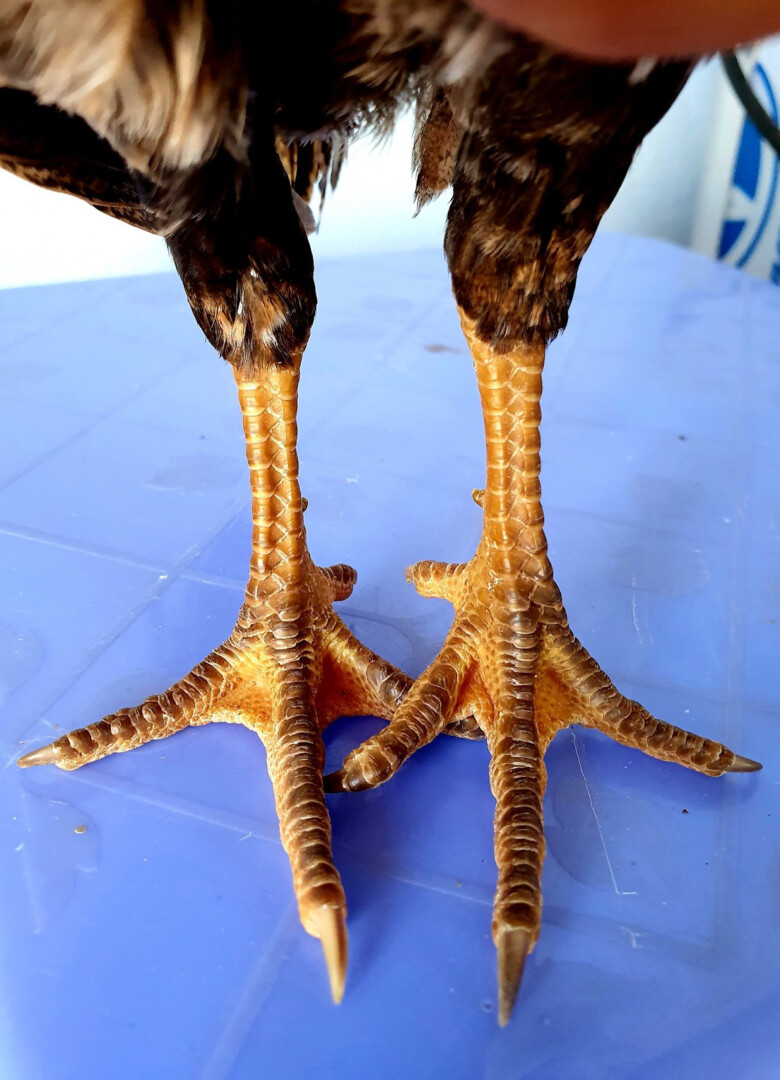 Chọn gà chọi mái theo phần chân vảy