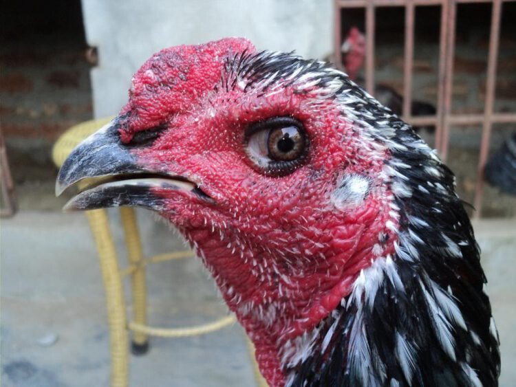 Bật mí cách chọn gà chọi mái để có chiến kê ưng ý 5 Chọn gà chọi mái theo phần mỏ gà mái