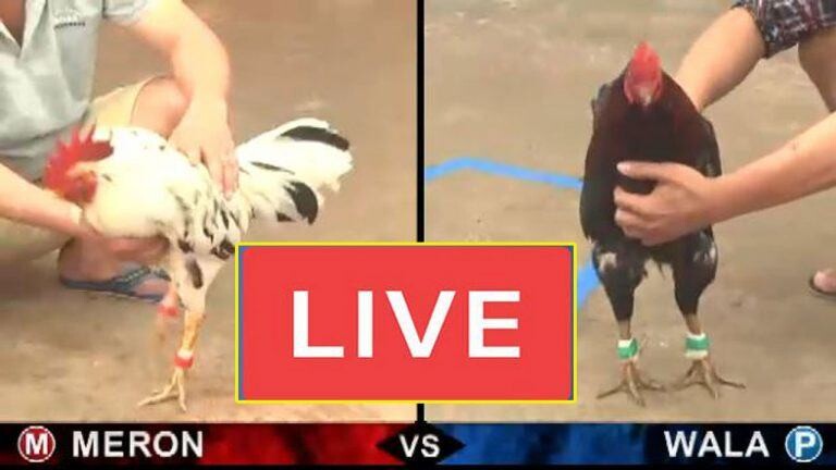 Đá gà trực tiếp 67 - Sân chơi chất lượng cho các cược thủ 4 Đá gà trực tiếp 67 là một sàn cược được nhiều cược thủ thích chọi gà yêu thích