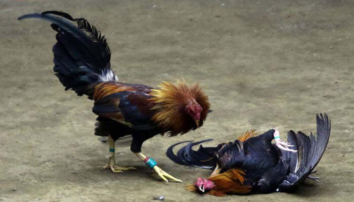 Đá gà trực tiếp C1 