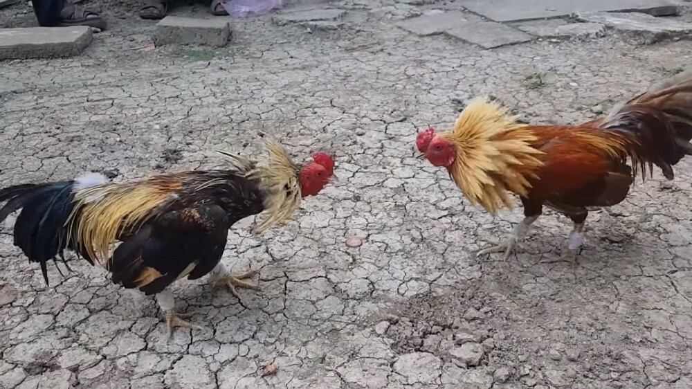 Đảm bảo chuồng trại nuôi gà luôn sạch sẽ