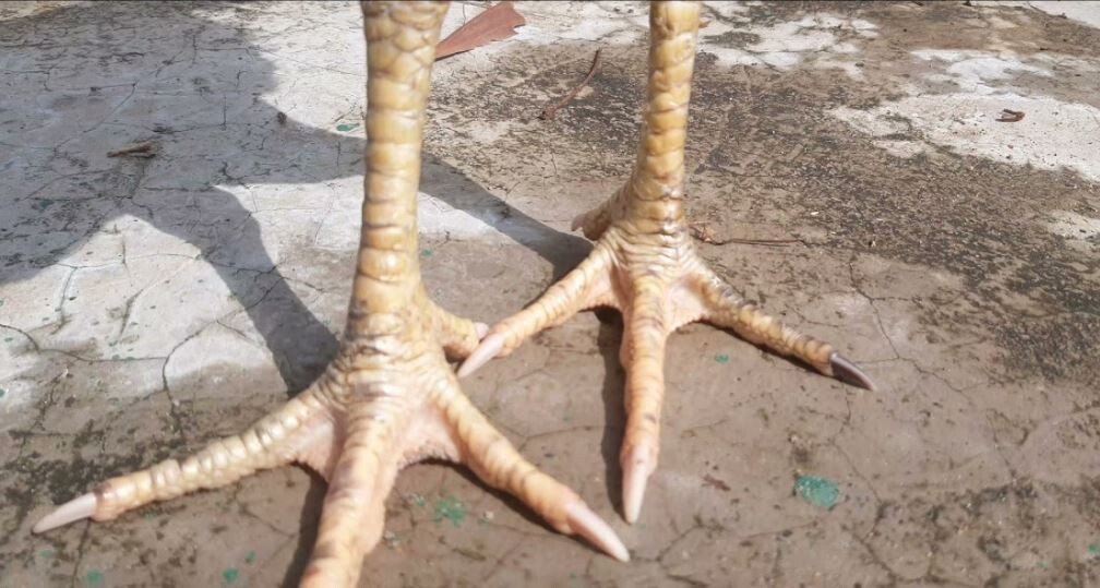 Gà chọi vảy vấn sáo thưởng có khả năng chiến đấu tốt hơn