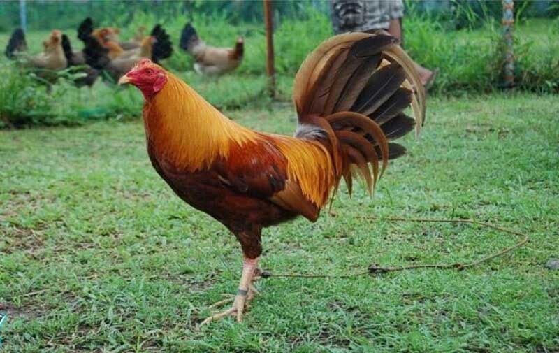 Gà Sweater là giống gà chọi được bình chọn đứng đầu bảng xếp hạng