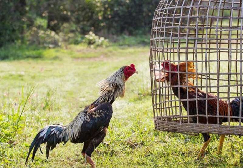 Giống gà chọi Thái Lan là một giống gà nhỏ nhưng có chân cao dong dỏng