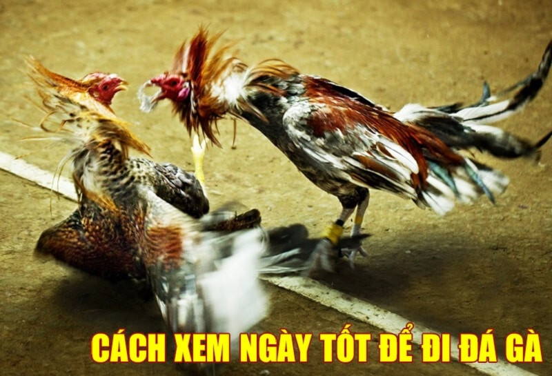 Lý do nên xem ngày đá gà tốt