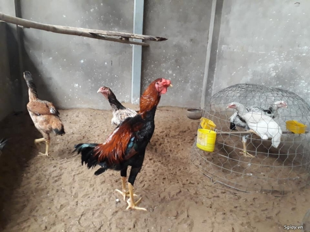 Một số đặc điểm của giống gà Nam Mỹ mà sư kê nên biết