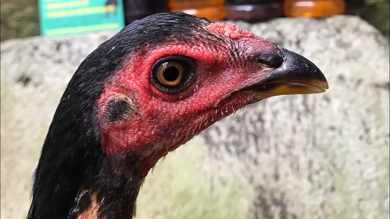 Một số đặc điểm trong cách chọn gà chọi mái theo phần đầu