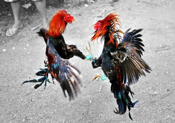 Một trận đấu gà chọi hay thì sẽ dựa vào lối đá của chiến kê để xác định