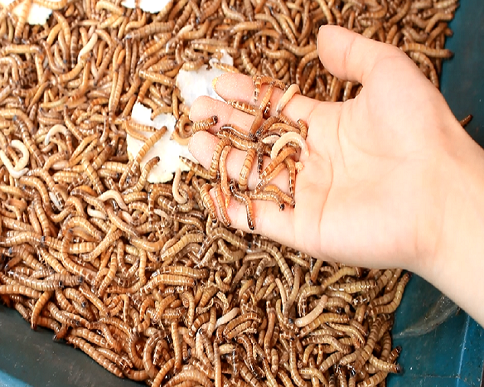 Nên bổ sung thêm các thực phẩm khác để bổ sung thêm dưỡng chất