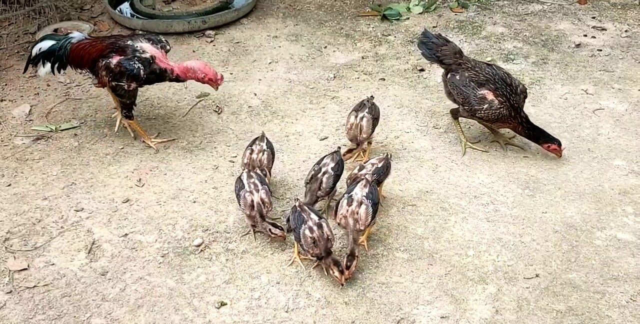 Nên chọn gà con từ những trang trại gà uy tín