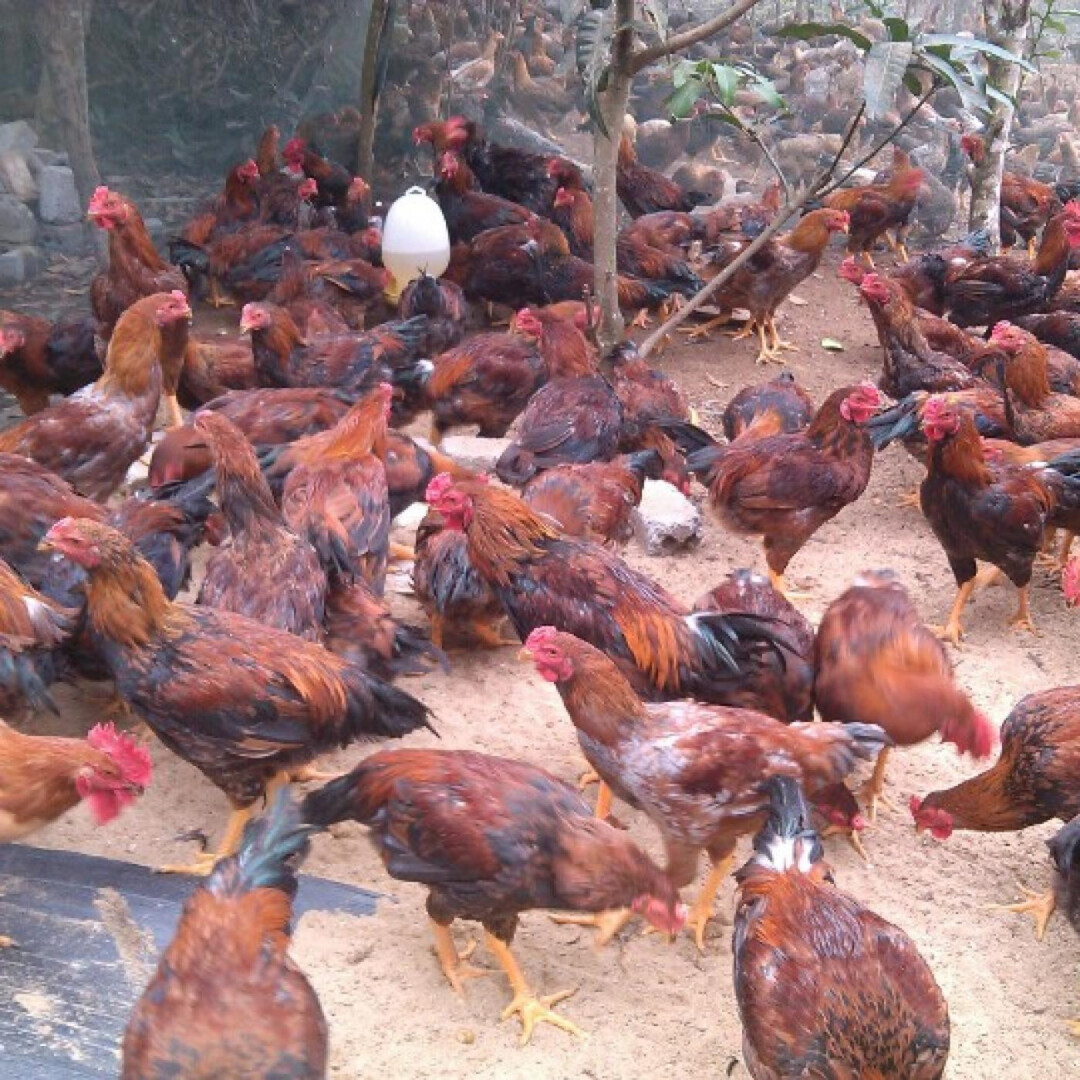 Gà lai chọi sọc – Tìm hiểu thông tin về giống gà lai chọi sọc 5 Những đặc điểm của giống gà lai chọi sọc