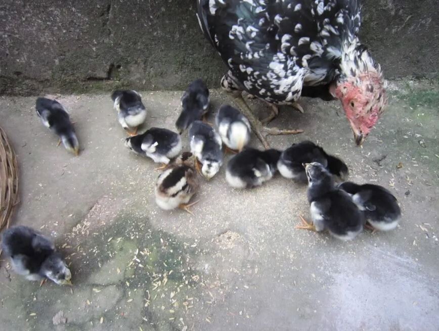 Nuôi gà chọi con giúp sư kê có được cho mình con gà ưng ý nhất