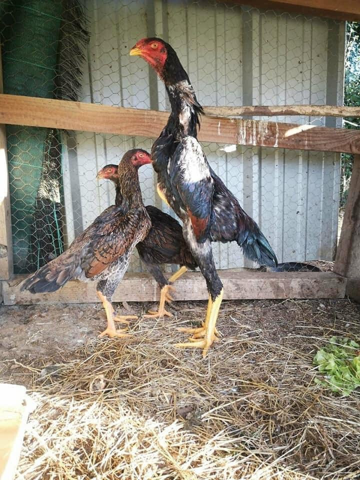 Tìm hiểu giống gà Nam Mỹ là gì? Nguồn gốc giống gà Nam Mỹ