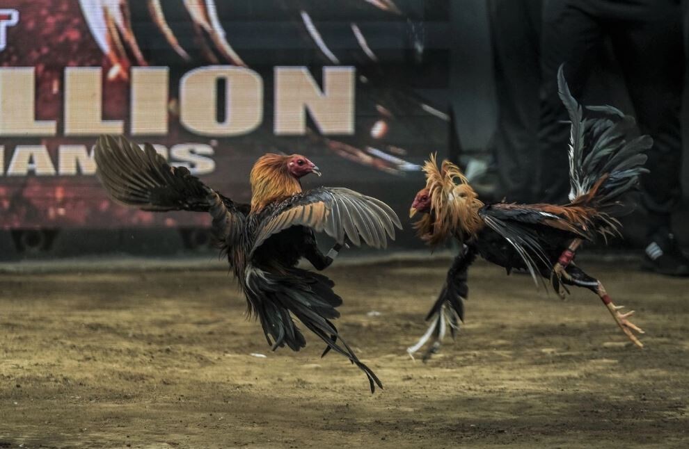 Tùy theo sở thích bạn có thể chọn xem và đặt cược tại hình thức đá gà yêu thích