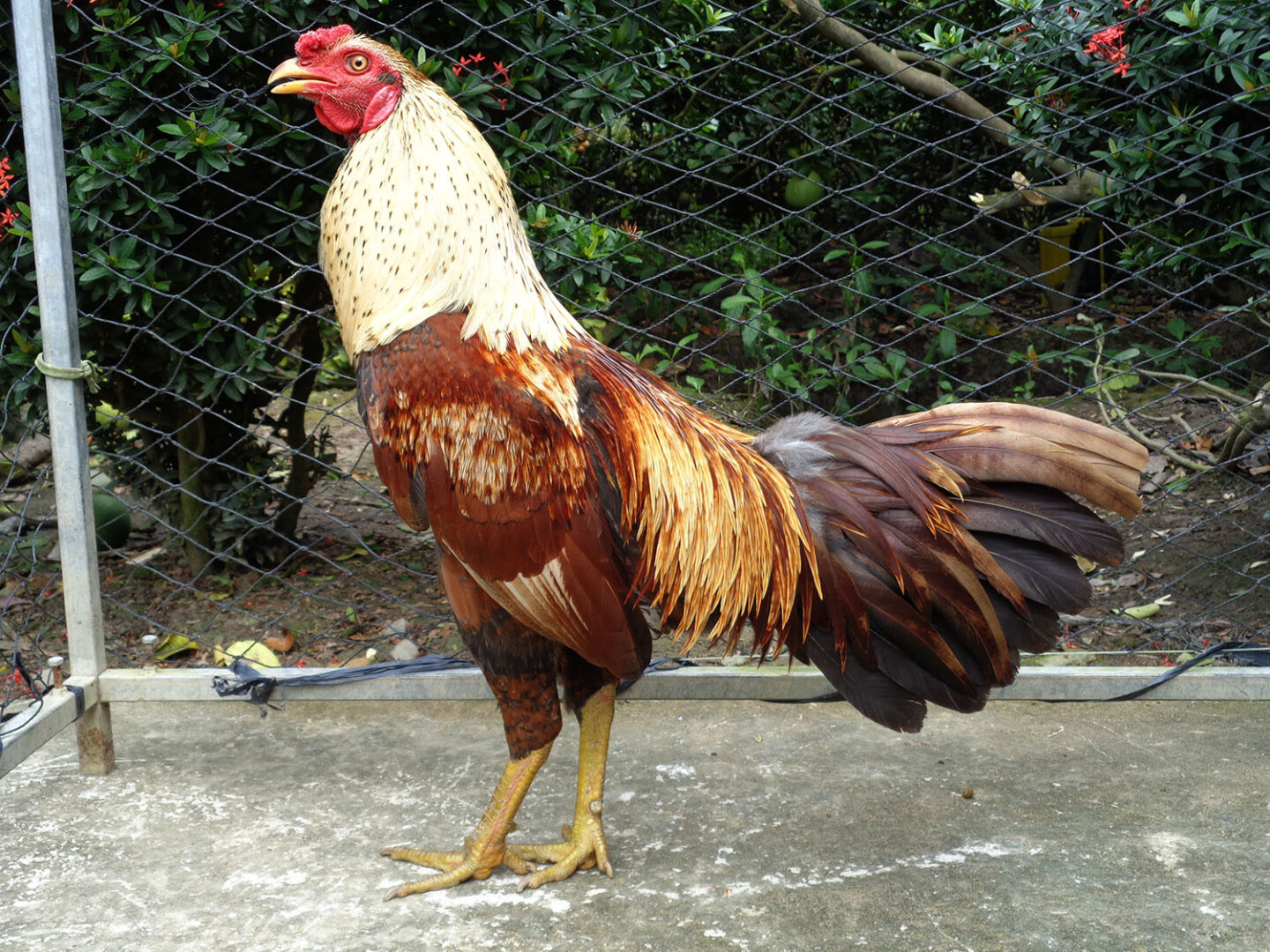 Chợ Tốt gà đá Bến Tre là gì? Tổng quan về Chợ Tốt gà đá Bến Tre