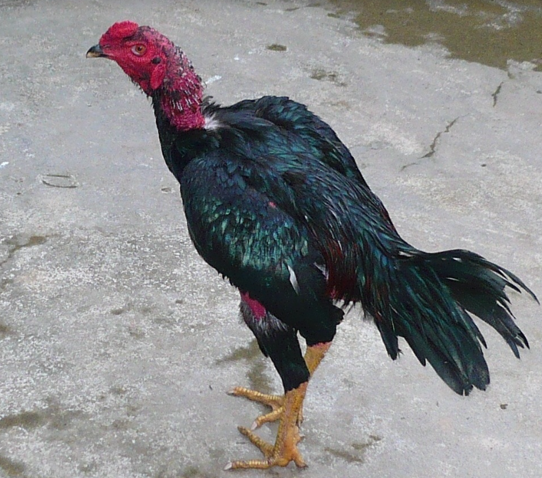 Gà đá cựa có tính sát phạt cao, chơi thiên về ăn thua