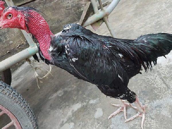 Gà ô chân trắng là gì?