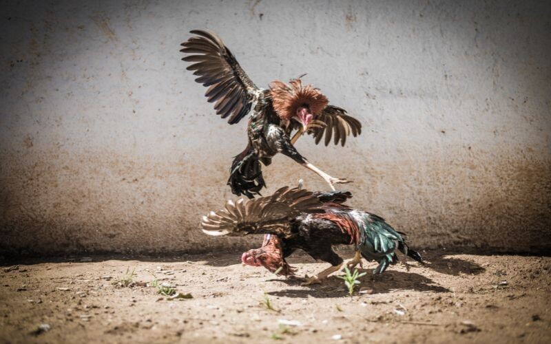 Gà đá ăn 8 là gì? - Bật mí tất tần tật chi tiết 5 Học ngay về hình thức cược đá đồng ở sới gà