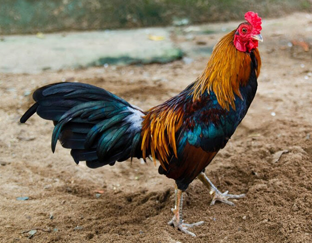 Tìm hiểu sơ lược về gà đá Kiên Giang 