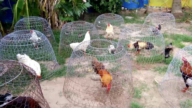 Lựa chọn mô hình trại gà phù hợp