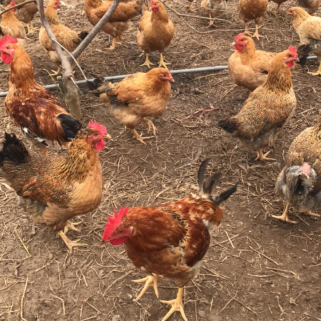 Một số đặc điểm nổi bật của giống gà Lương Phượng