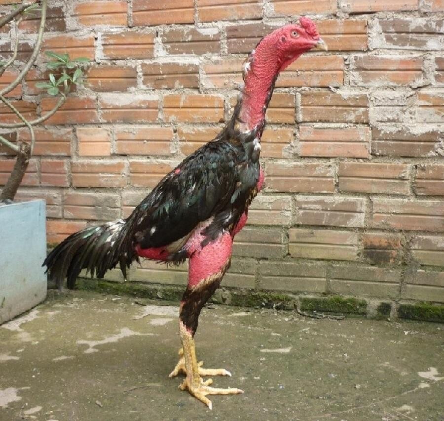 Một số giống gà nòi phổ biến ở cả 3 miền