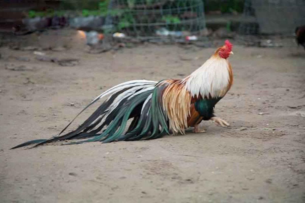 Những lưu ý khi chăm sóc gà tre Nhật giúp chúng mau lớn 