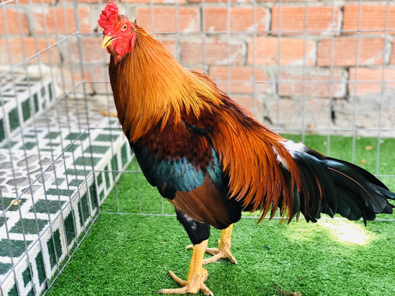 Tại sao nên lựa chọn mua gà đá Bến Tre tại Chợ Tốt?