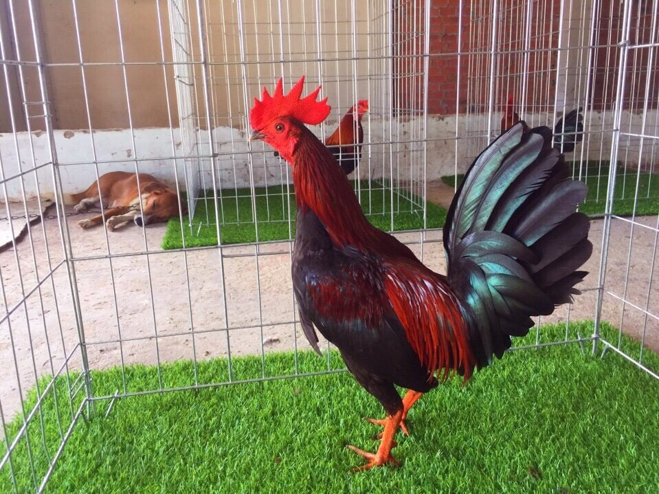 Asil Mỹ là dòng gà được lai tạo nên từ dòng Asil thuần chủng có nguồn gốc Nam Á