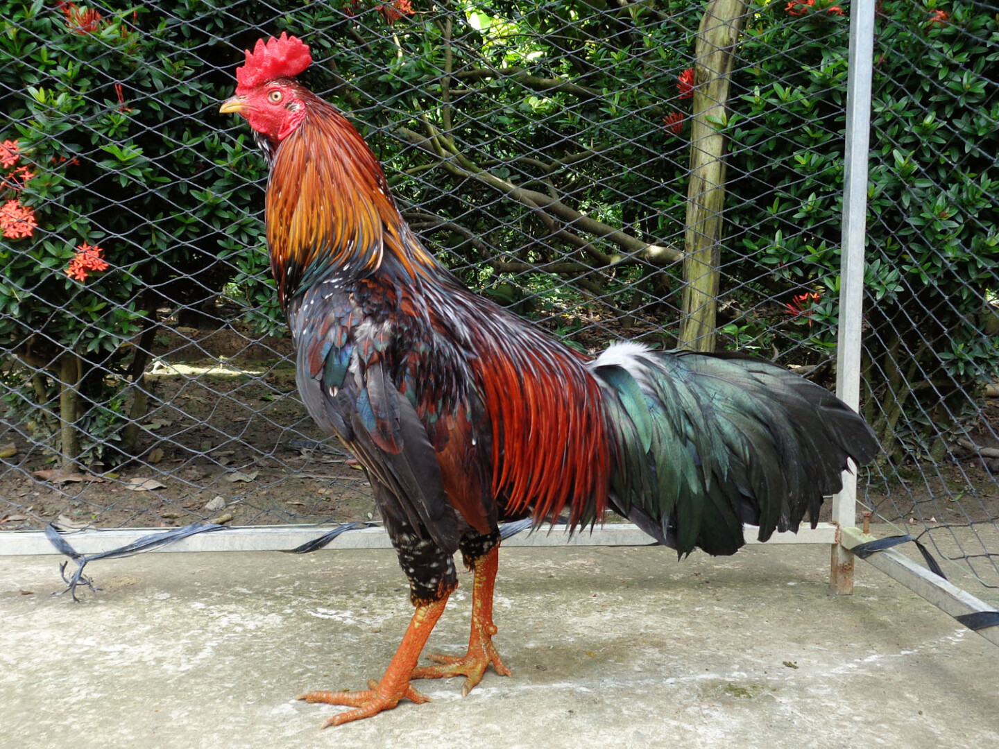 Các sư kê nên nắm được cách chọn mua gà trước khi mua gà đá tại chợ tốt