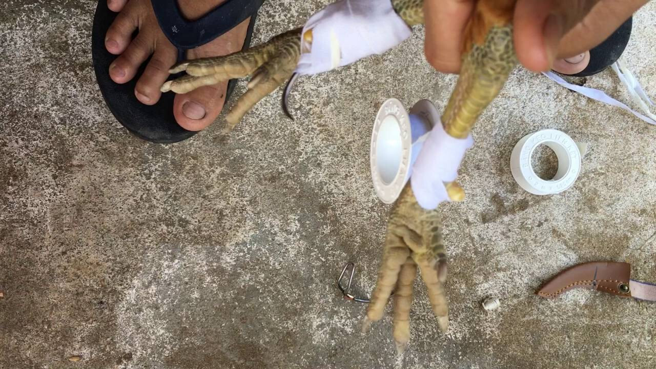 Cách lên cựa gà tre chuẩn xác từ chuyên gia