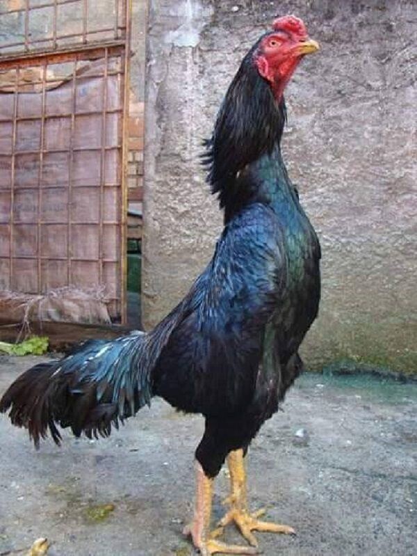 Cần lưu ý điều gì trong quá trình chăn nuôi gà Shamo 