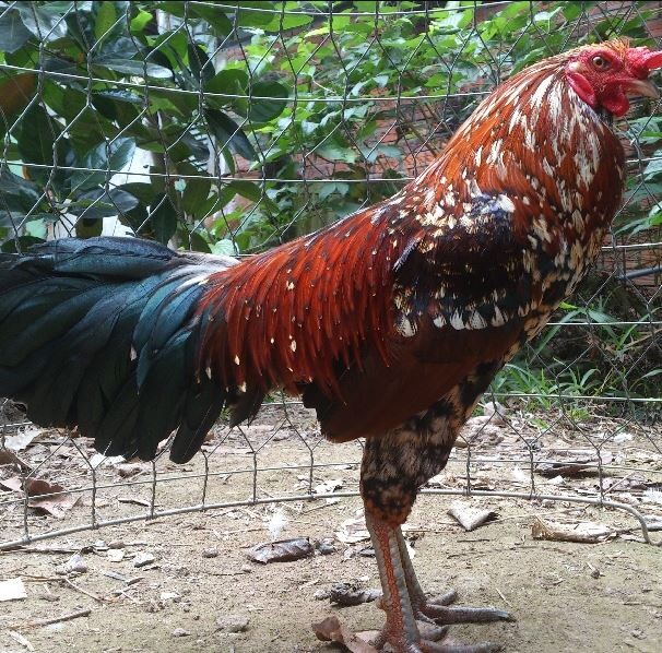 Chợ tốt gà đá quận 8 là một địa chỉ phân phối gà cực kỳ đa dạng 