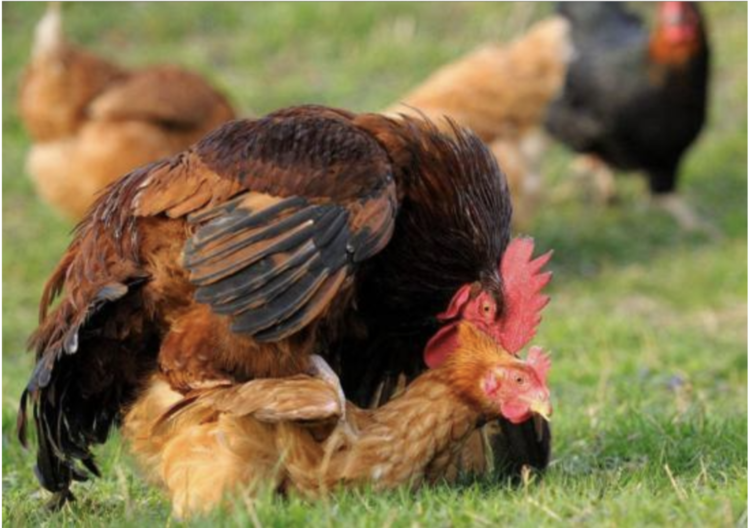 Chú ý đến sức khoẻ của gà bố mẹ trước khi lai ghép 