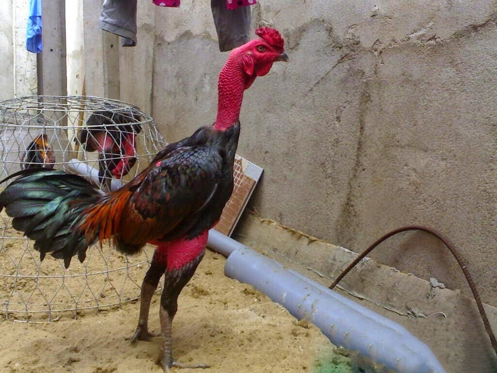 Có rất nhiều nguyên nhân khiến gà đá bị thiếu cân