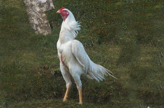 Đôi nét về giống gà Shamo là gì?