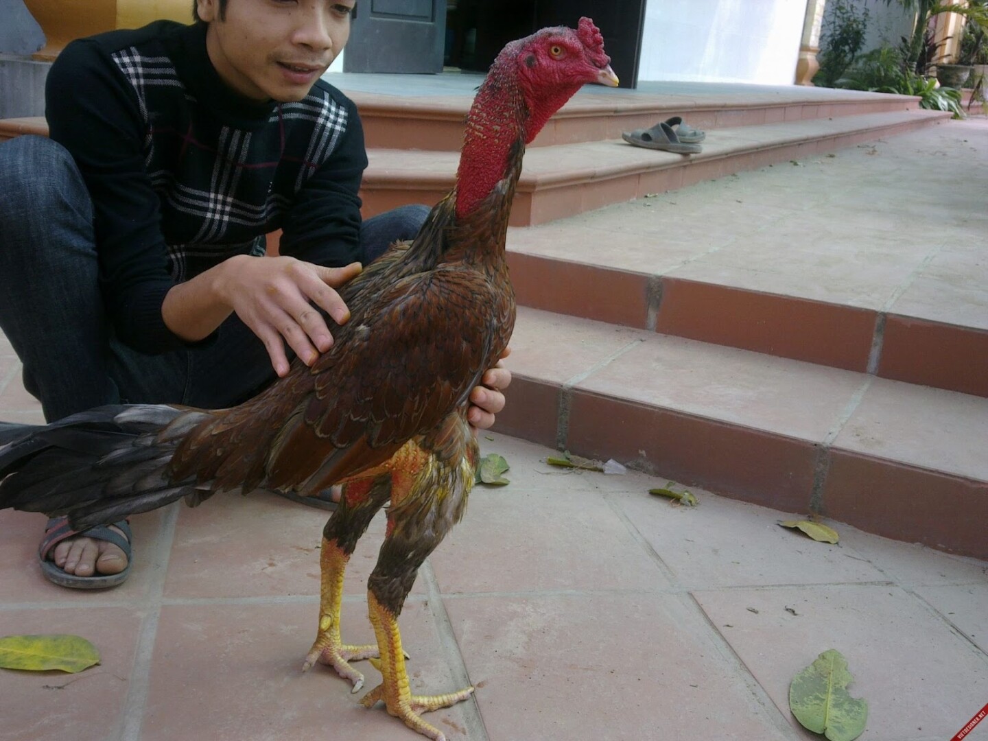 Gà chọi cần dạn người hơn để không gặp bất lợi trên sàn đấu