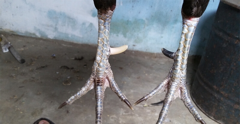 Gà cựa nhật nguyệt