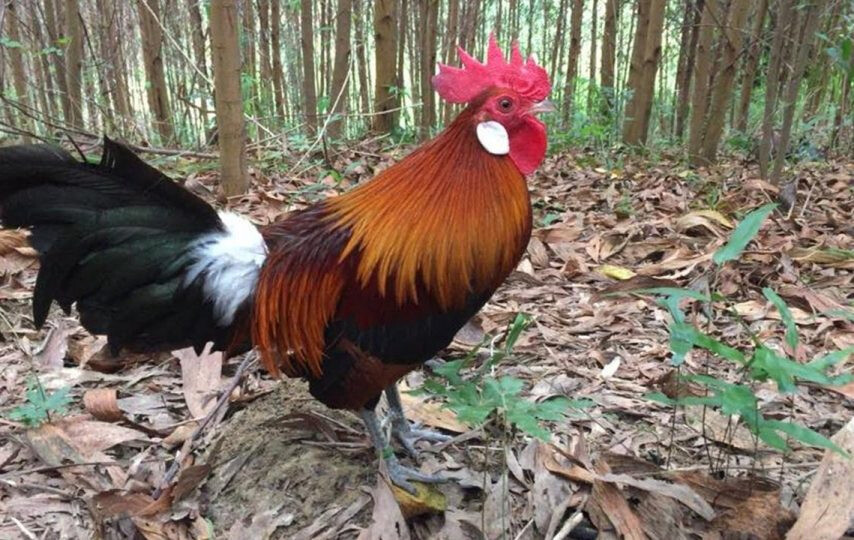 Gà hoang mang từ rừng về và thuần dưỡng