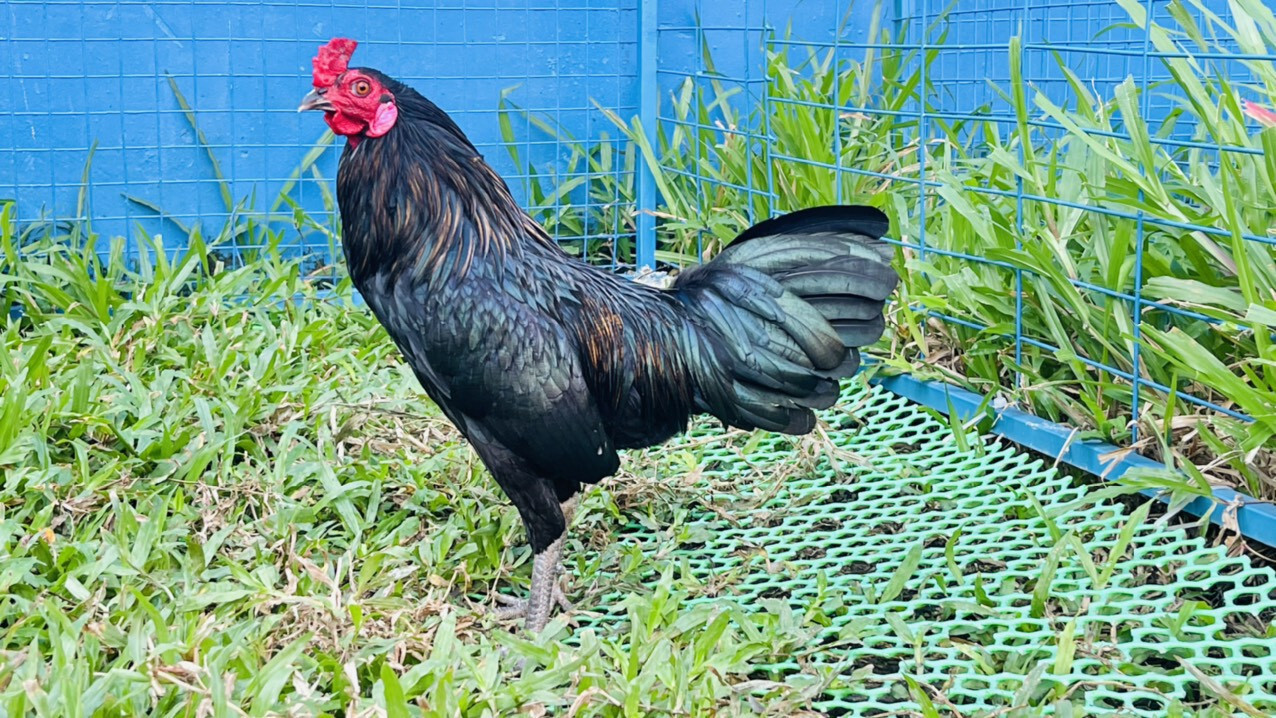 Gà Jap là gà gì thường nổi tiếng với các trận chiến gà cựa sắt cựa dao