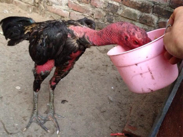 Hướng dẫn cho gà đá uống nước đường chính xác nhất