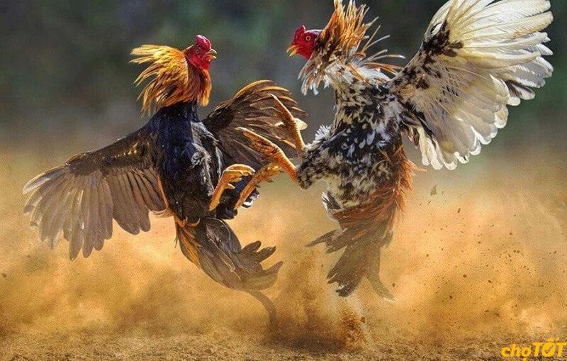 Hướng dẫn mua gà đá tại chợ tốt gà đá quận 12