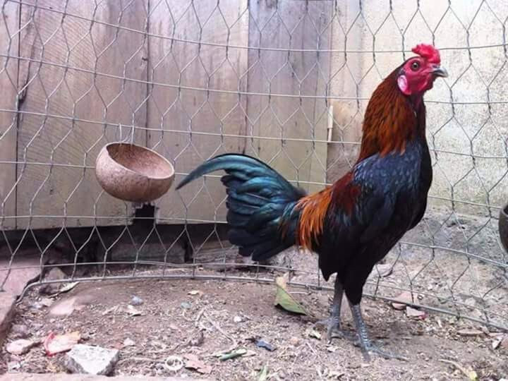 Khám phá những giống gà Jap phổ biến