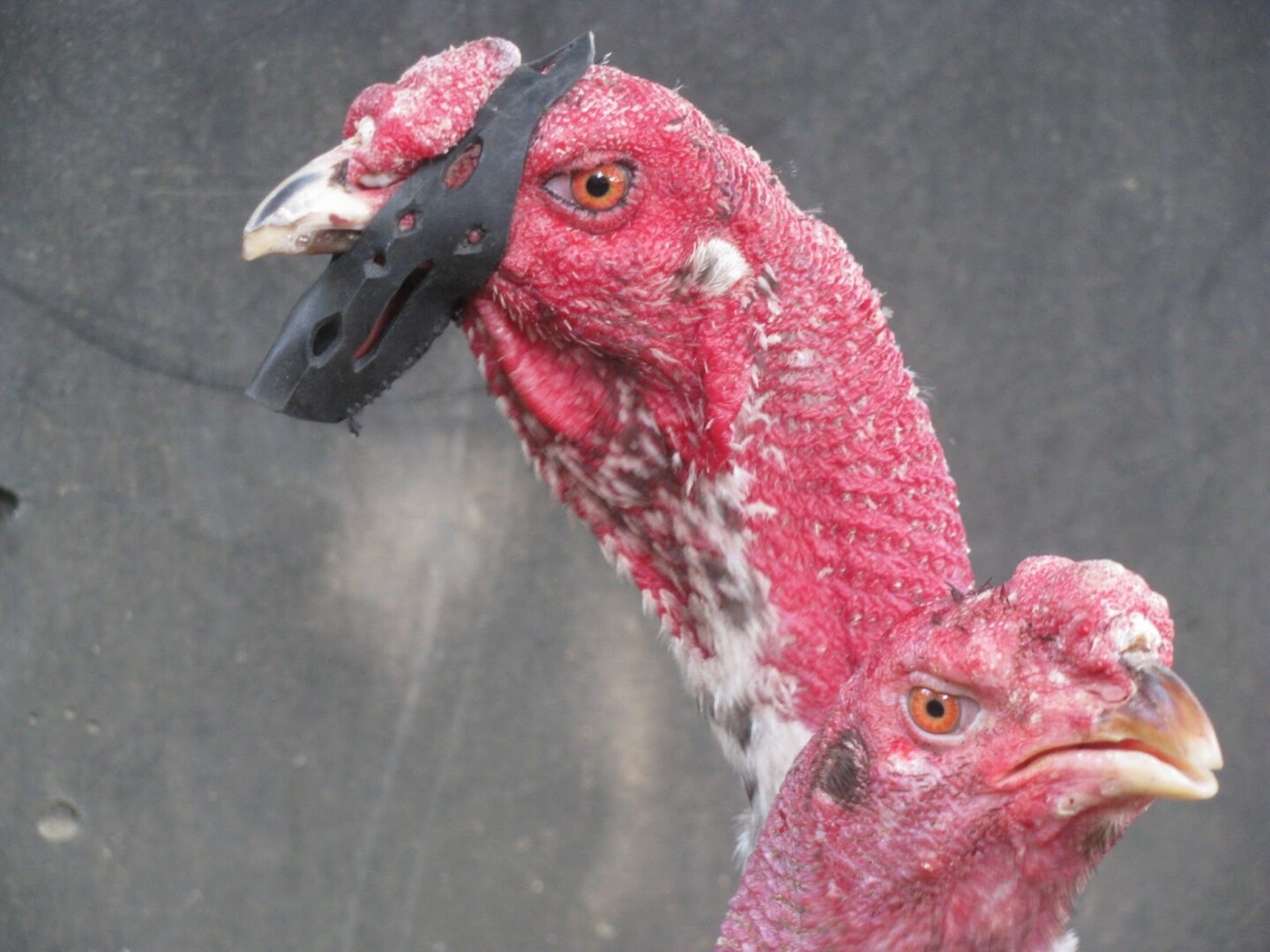 Tổng hợp những cách vần gà chọi chiến hiệu quả nhất 2025 12 Khi áp dụng các cách vần gà chọi chiến thì chế độ dinh dưỡng đóng vai trò rất lớn